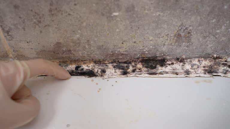 Best Environmental Consulting for Mold Prevention  in Clairton, PA